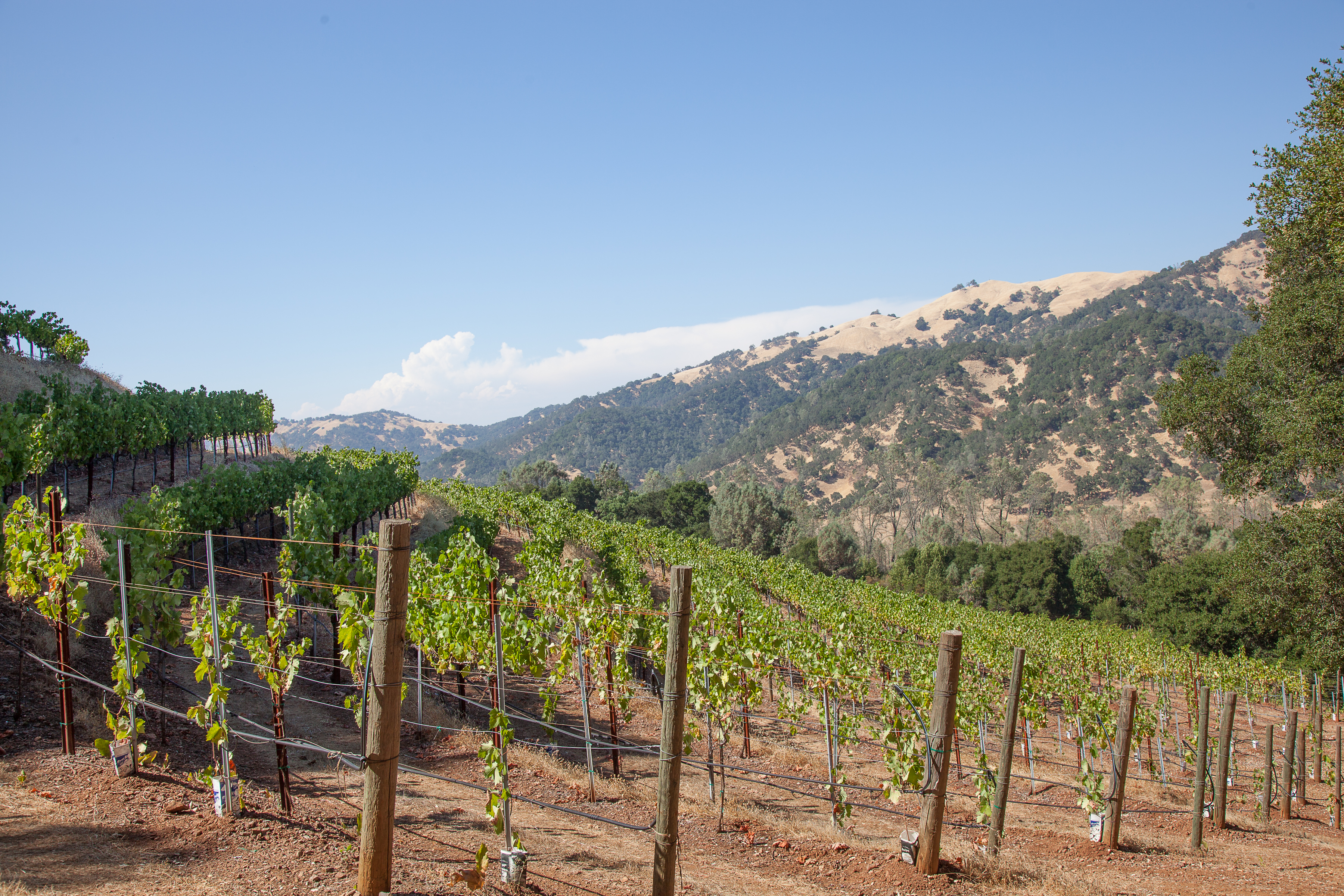 Upload Images (20 pics. and 50MB max.)