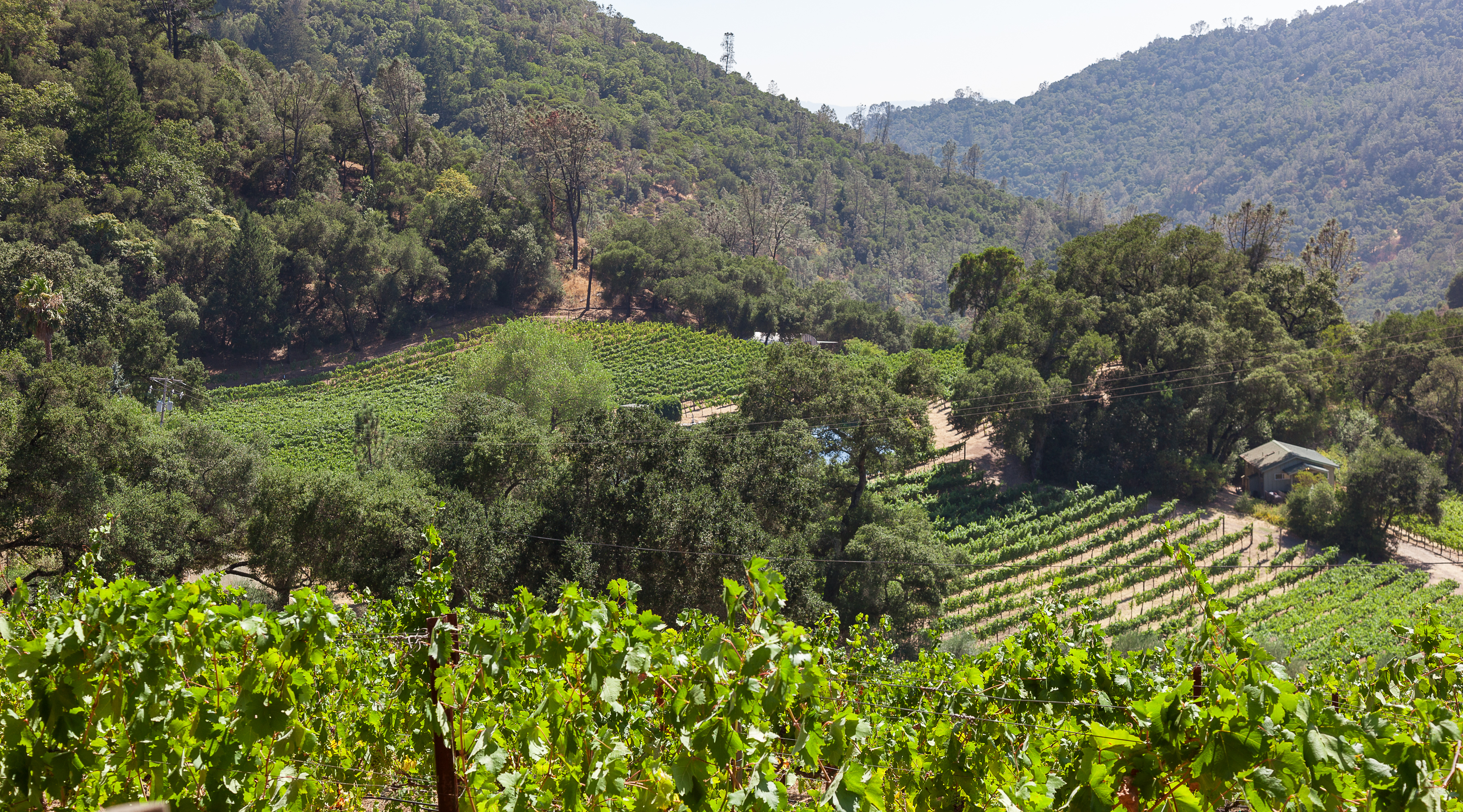 Upload Images (20 pics. and 50MB max.)