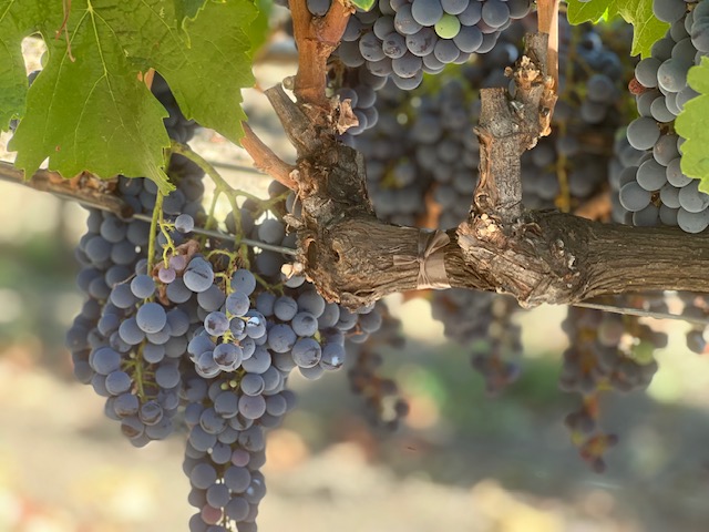 Upload Images (20 pics. and 50MB max.)